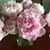 Mindy D'Orazio's profile image