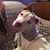 Sam Fani's profile image