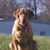 Ross Wortman's profile image