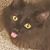 Mercedes L. Preston's profile image