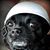 Jay Petrulis's profile image