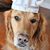 Sharon Willson Rankin's profile image