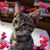 Gail Wall Sr.'s profile image
