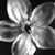 Sarah Capasso's profile image