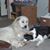 Julie Rosin's profile image