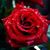 Maria Rodriguez Garcia's profile image