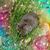 Janet Wilson's profile image