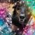 Daisy Saxton Dahlhauser's profile image