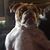 Christian Pederson's profile image