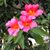 Karla Cesena Henry's profile image