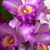 Oilda Carrillo's profile image