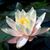 Laverne Crowder's profile image