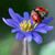 Cuncumen Villarrica's profile image