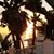 Missy Peterson's profile image