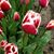 Carol Vlahos's profile image