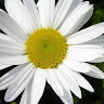 Melrensckit's profile image