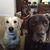 Amanda Weddle Hill's profile image