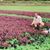 Bithi Hossain's profile image