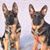 Claire Blanchette Sheaffer's profile image