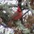 Darlene Hart Sosebee's profile image