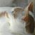 Nicole Bonfond's profile image