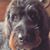 Bob Banka's profile image
