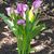 Angie Spurgeon's profile image
