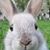 Ralphs Ranch's profile image