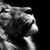 Rosalind Gray's profile image