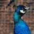 Darrah H.'s profile image