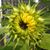 Jan Randall's profile image