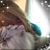 Donna Laliberty Phinney's profile image
