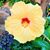 Melissa Rosenquist's profile image