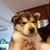 Paddy Remillard's profile image