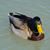 Duck Pride's profile image