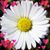 Daisy Marina Cordero Williams's profile image