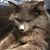 Cindy Shepard's profile image