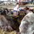 Lea Ann Odom's profile image