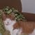 Tammy Nichols White's profile image