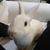 Dawn Ebe Haptonstahl's profile image