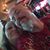 Shawn Krabill's profile image