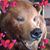 Alfred Collazo's profile image