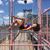 Amira Lamb's profile image