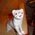 Hammy Taylor's profile image