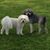 Lisa M Sloan's profile image