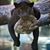 Juliet Goyen's profile image