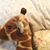 Gaylene Nusser's profile image
