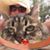 Twinney Pimental's profile image