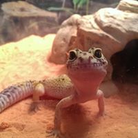 Hannah Chynoweth's profile image