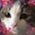 Sandy Stetter's profile image